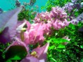 /album/galeria-de-fotos/flor-jpg/